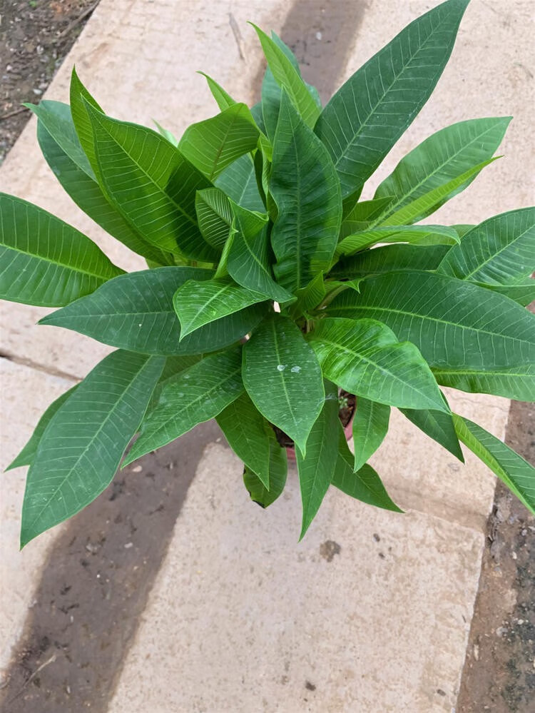 鸡蛋花树苗花卉盆栽缅栀子蛋黄花树鸡蛋花苗庭院植物t0紫色5065厘米