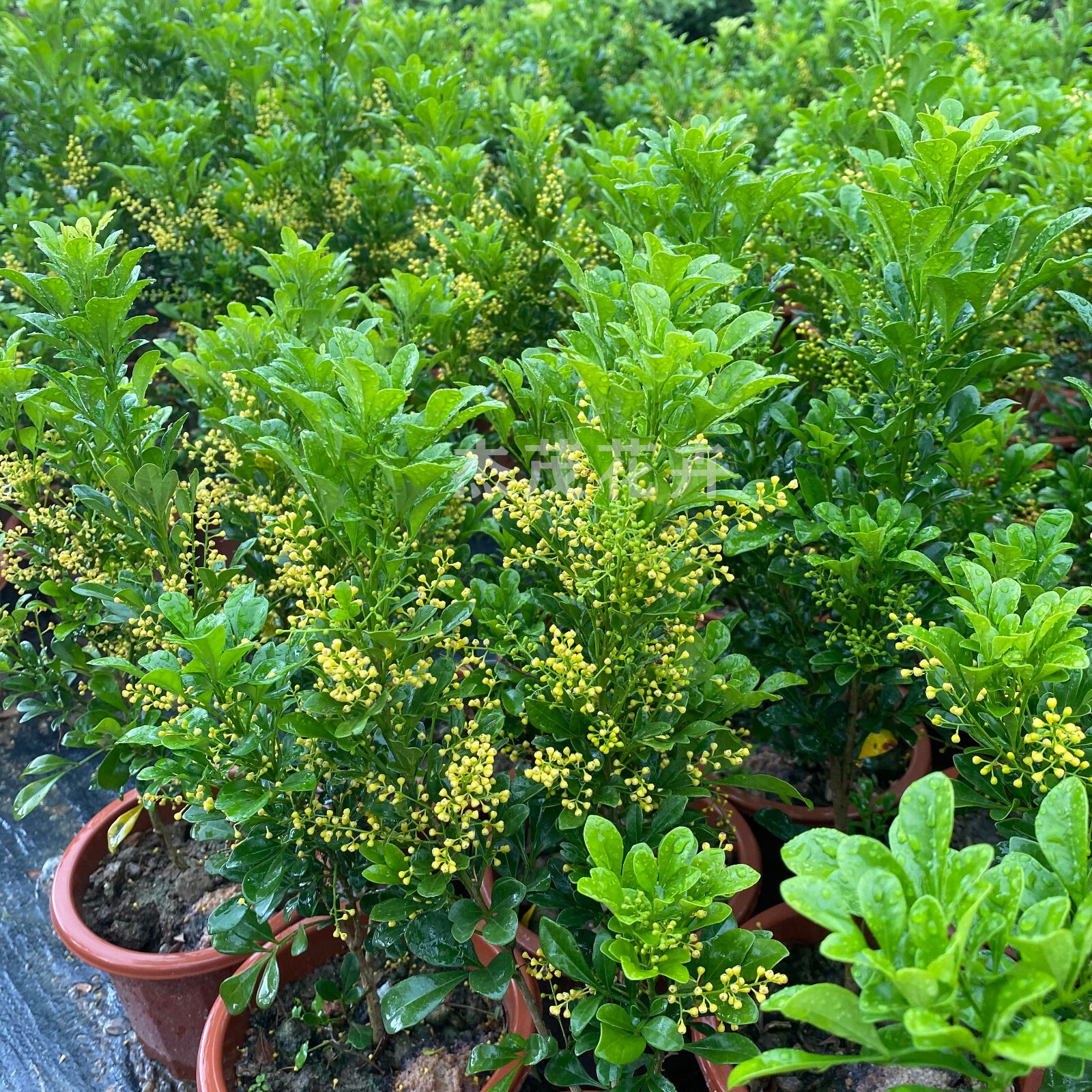 香水米兰盆栽客厅苗浓香型花卉植物室内 香水米兰年苗8树形饱满 原土