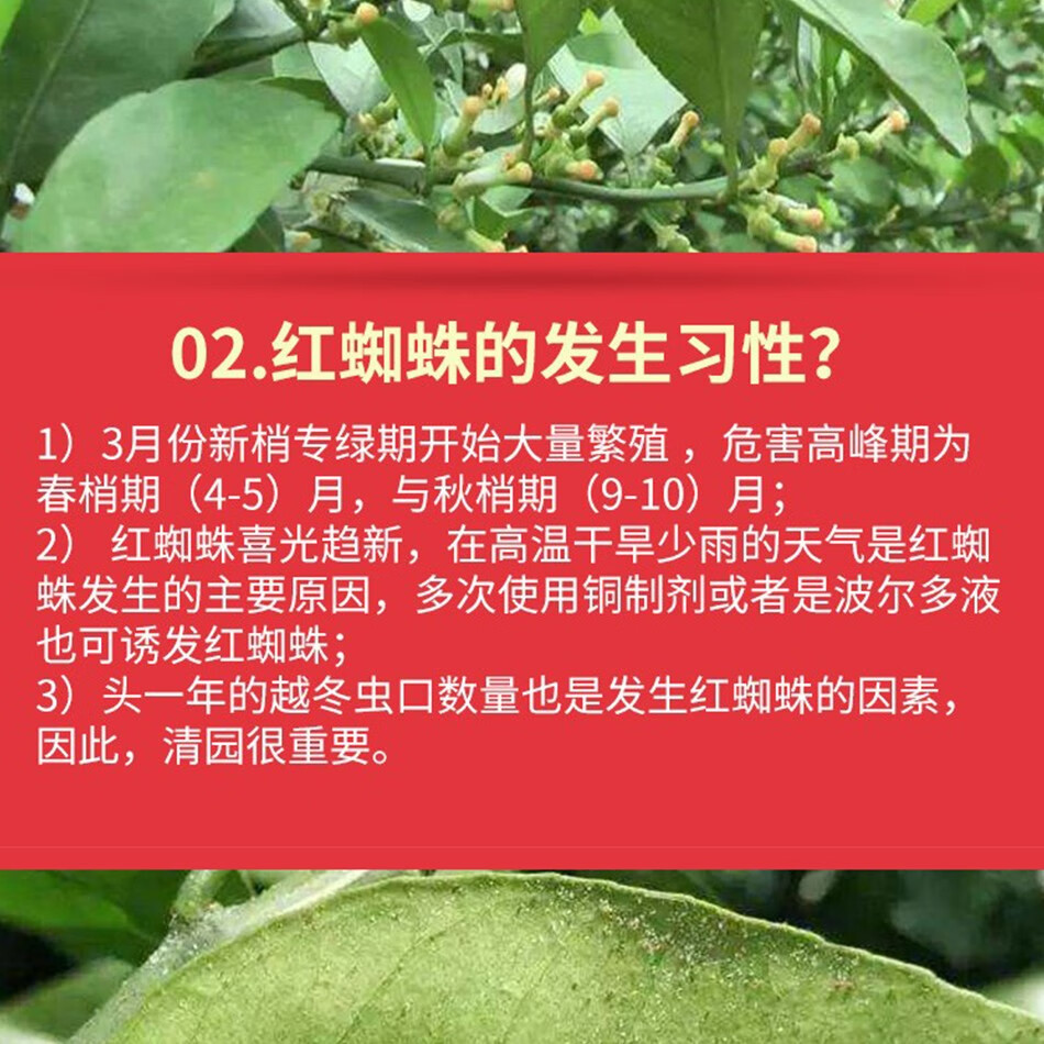 杀柑橘红蜘蛛有哪些药剂好(杀柑橘红蜘蛛有哪些药剂好用)