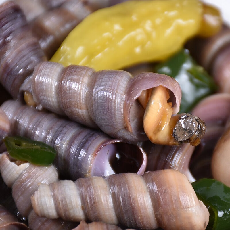 大菜园 钉螺 鲜活海螺丝 新鲜钉螺 海鲜水产当天海捕去尾钉螺无沙