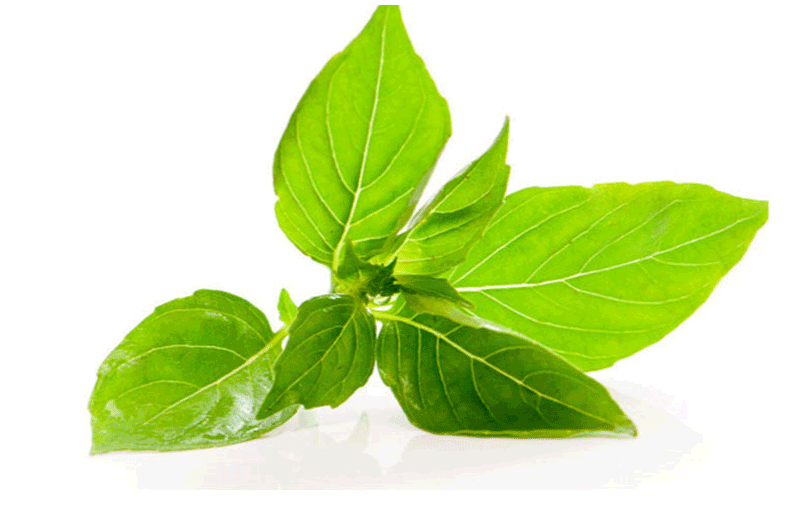 新鲜甜罗勒叶顺丰发货泰国香料食用罗勒叶西餐食材调料青酱500g