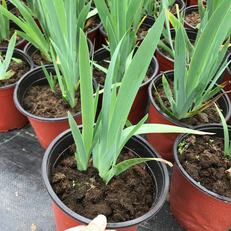 鸢尾花庭院别墅花园植物蓝花鸢尾苗盆栽马兰花苗草本地栽多年生喜阴