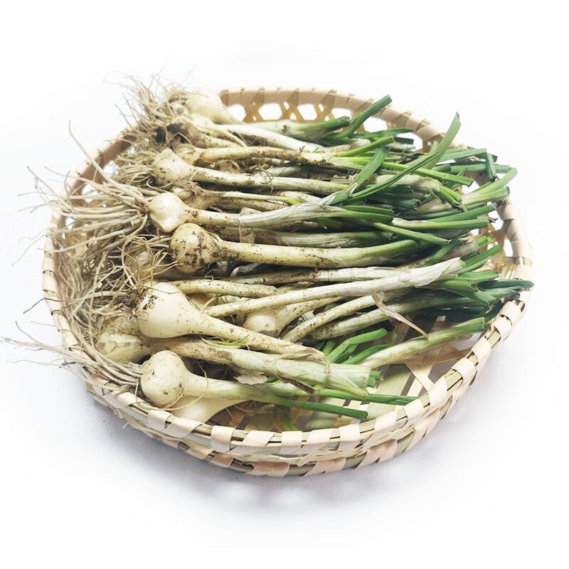 恬女神东北山野菜小根蒜野葱大脑瓜新鲜野山蒜大脑蹦500g