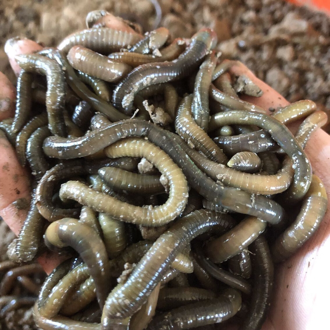 黑蚯蚓活体鲜活鱼饵青蚯蚓活饵臭蚯蚓大蚯蚓20条蚯蚓
