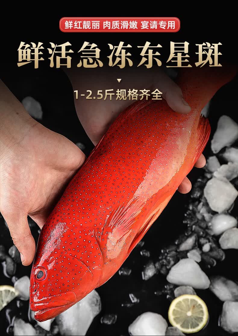 深海东星斑鱼燕尾红石斑鱼 海鱼海鲜鱼类生鲜 礼盒定制款 450g-550g