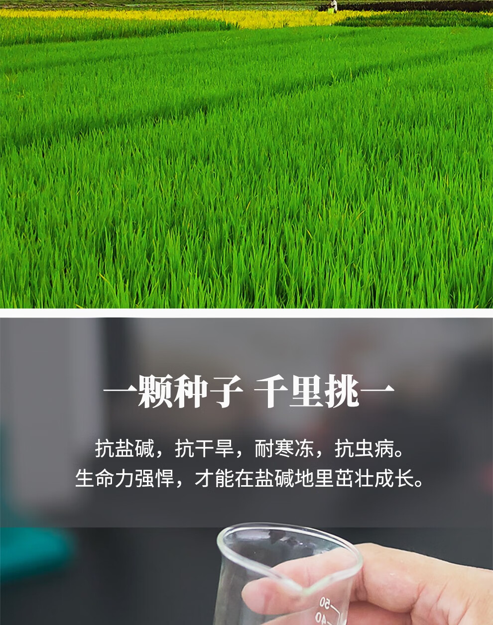 种福田海水稻大米5kg冻土原米盐碱地大米10斤