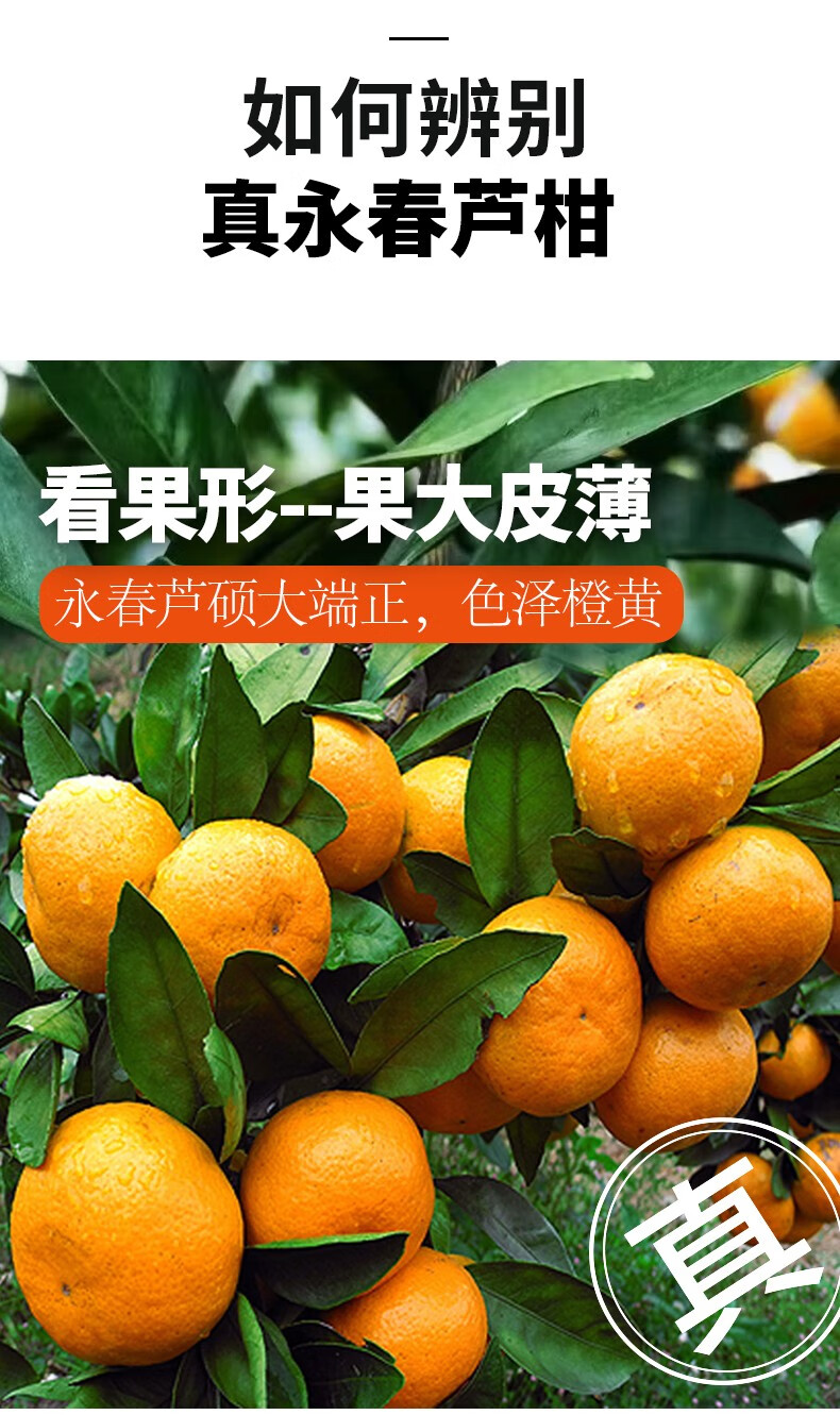 福建永春芦柑新鲜当季水果橘子椪柑桔子礼盒精选9斤家庭装无礼盒