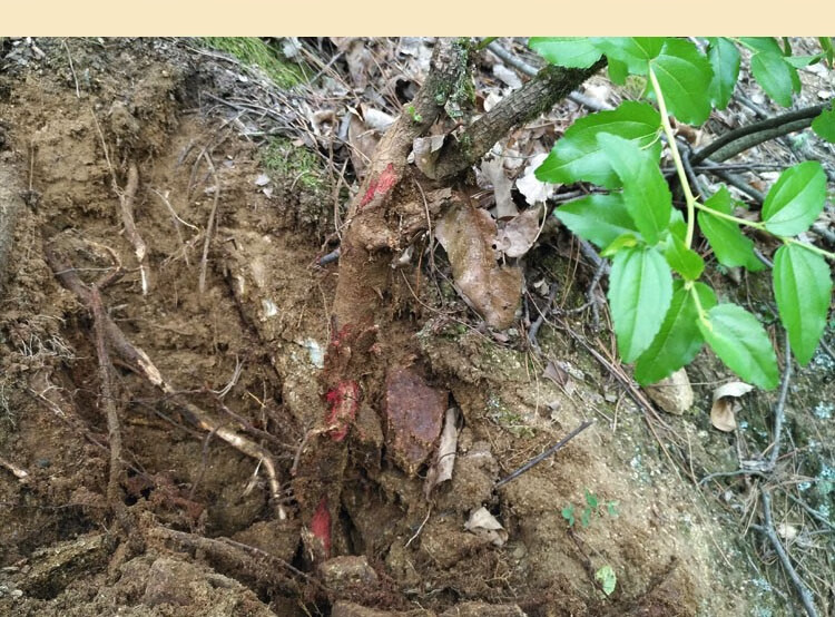 野生酸枣树根有毒图片