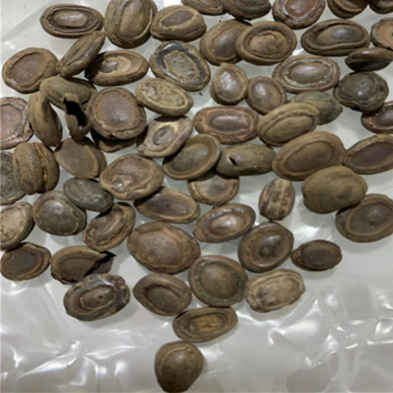 猴枣中药材 猴子枣猴丹羊肠枣申枣5克包化验【图片 价格 品牌 报价】