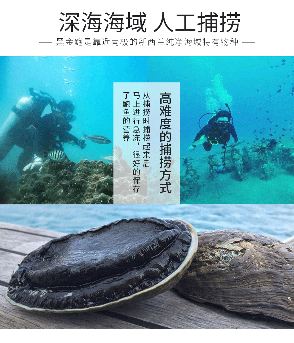 鲜承新西兰鲜冻野黑金鲍鱼450550g只原生态高端送礼海珍品海鲜年货