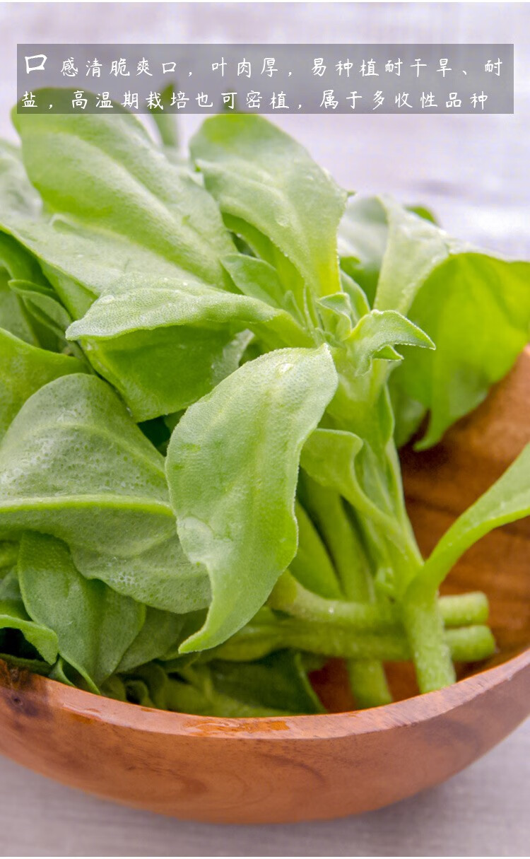 寿禾冰草种子批发冰菜青菜蔬菜种籽菜籽秋冬季口感脆爽水晶菜种孑绿