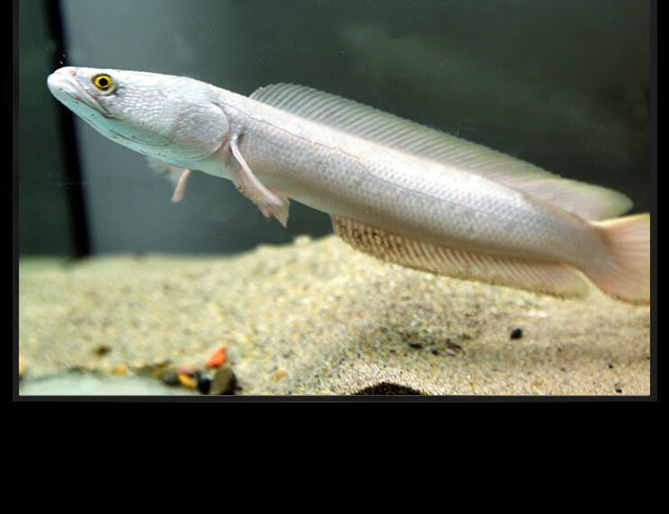 观赏鱼凶猛鱼淡水热带鱼各尺寸鱼苗现货-岚黛 白甲雷龙【26-30cm】1条