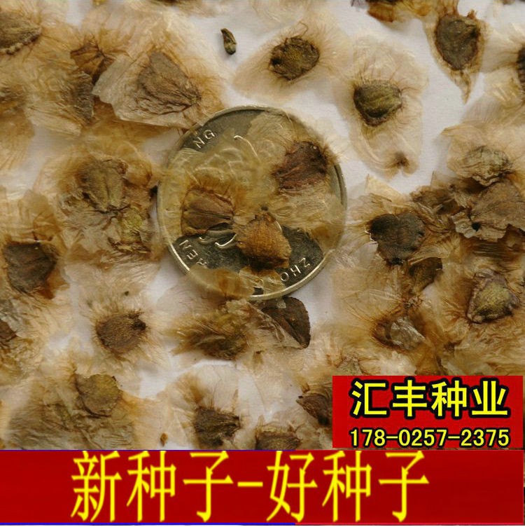 新采蓝花楹种子蓝雾树红花楹树种凤凰木种子火凤凰金凤花风景树籽qcdd