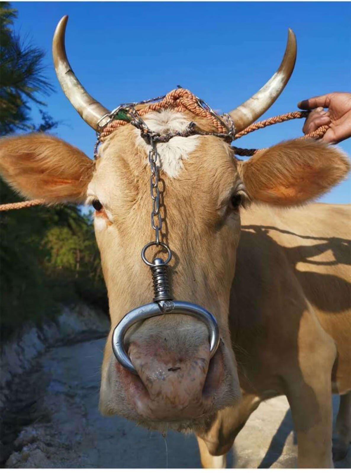 牛鼻圈 牛鼻环 不锈钢金属养牛大号牛鼻子钳子免打孔牵引设备器械 长1