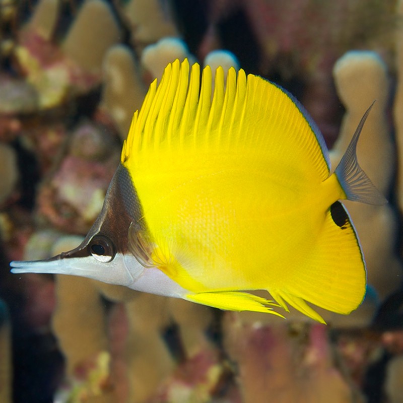 海水鱼活体活鱼三间火箭黄火箭黄网鲽黄金鲽鱼海水鱼客厅办公室商场