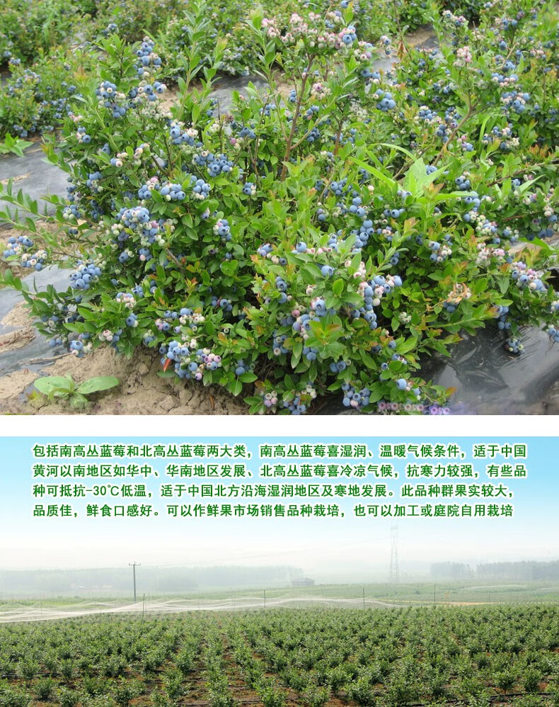 蓝莓树苗南方品种北方种植兰梅苗带花室内盆栽地栽当年结果苗树莓 黑