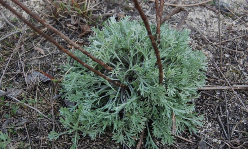 青樱红荔菌陈新鲜菌陈草3斤秦岭野生白蒿三月菌陈草新鲜野菜