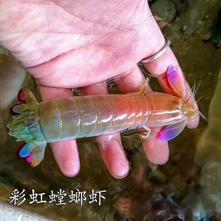 雀尾螳螂虾活体活物皮皮虾彩虹螳螂虾海水鱼观赏宠物鱼家养办公水族馆