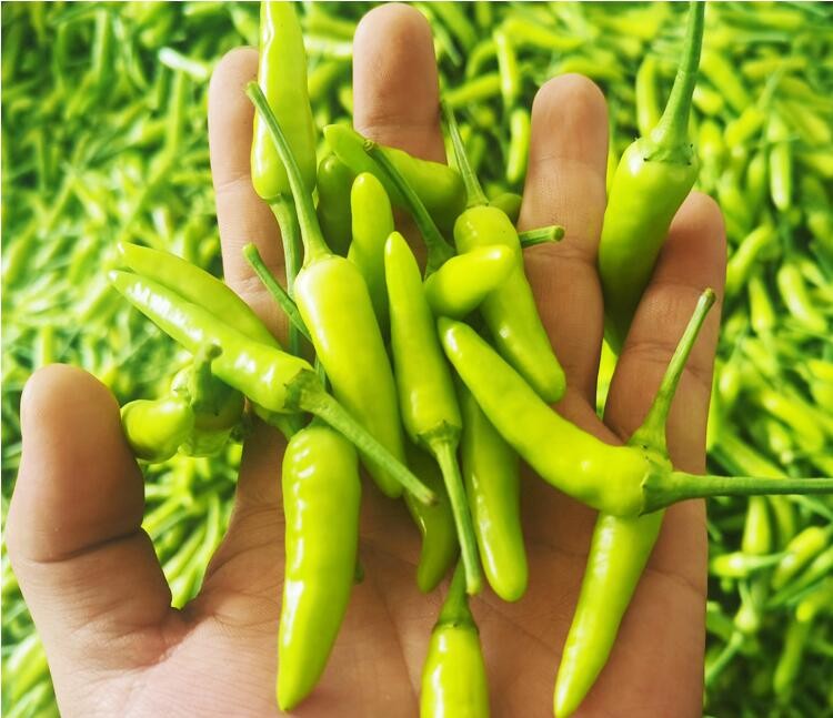 广西小米椒白米辣椒3斤新鲜青辣椒野山椒朝天椒