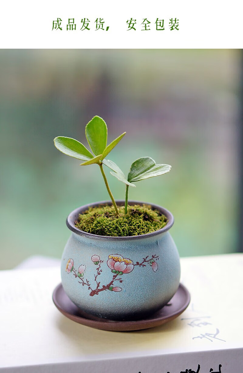 绿指翁墨西哥铁树四叶草幸运草办公室桌面迷你小盆栽绿植耐阴植物带