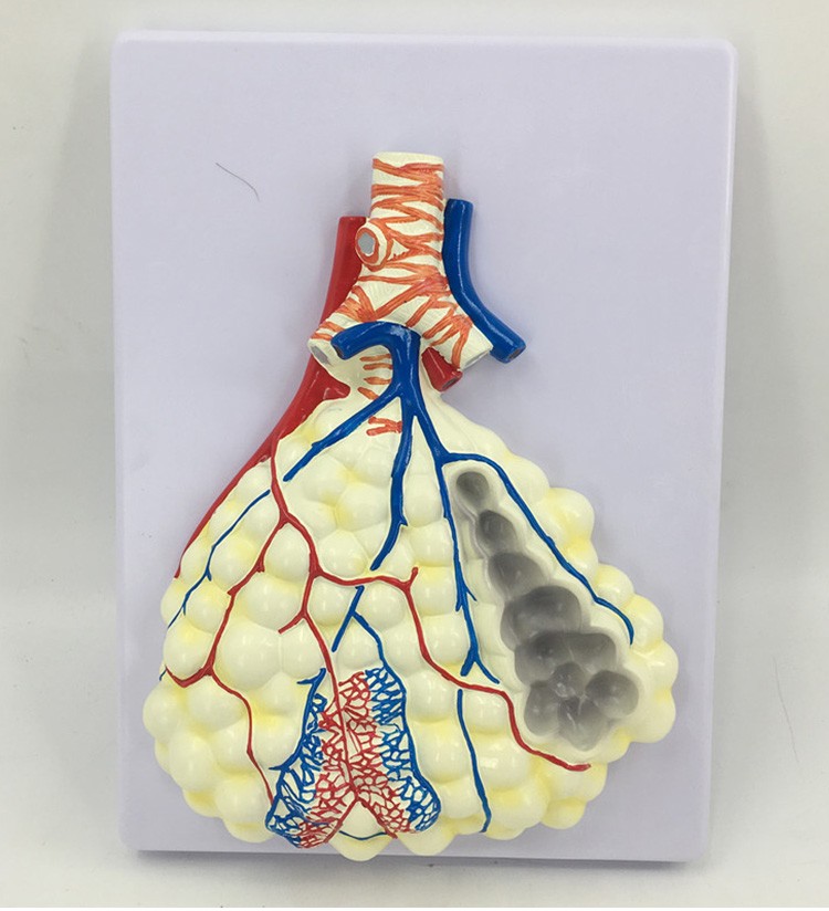 人体呼吸系统解剖模型 肺解剖呼吸系统浮雕模型 肺泡放大解剖模型 a款