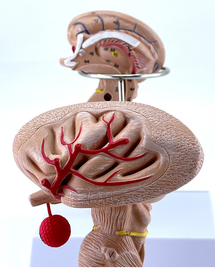脑干放大模型 脑干模型 脑干解剖模型大脑模型脑动模型脉大脑模型