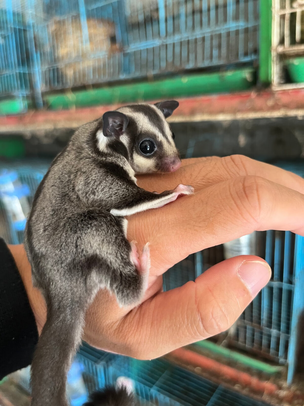 包活新品上架,蜜袋鼯,包邮,送运输笼,牵引绳,食物碗,加食器,运输无法
