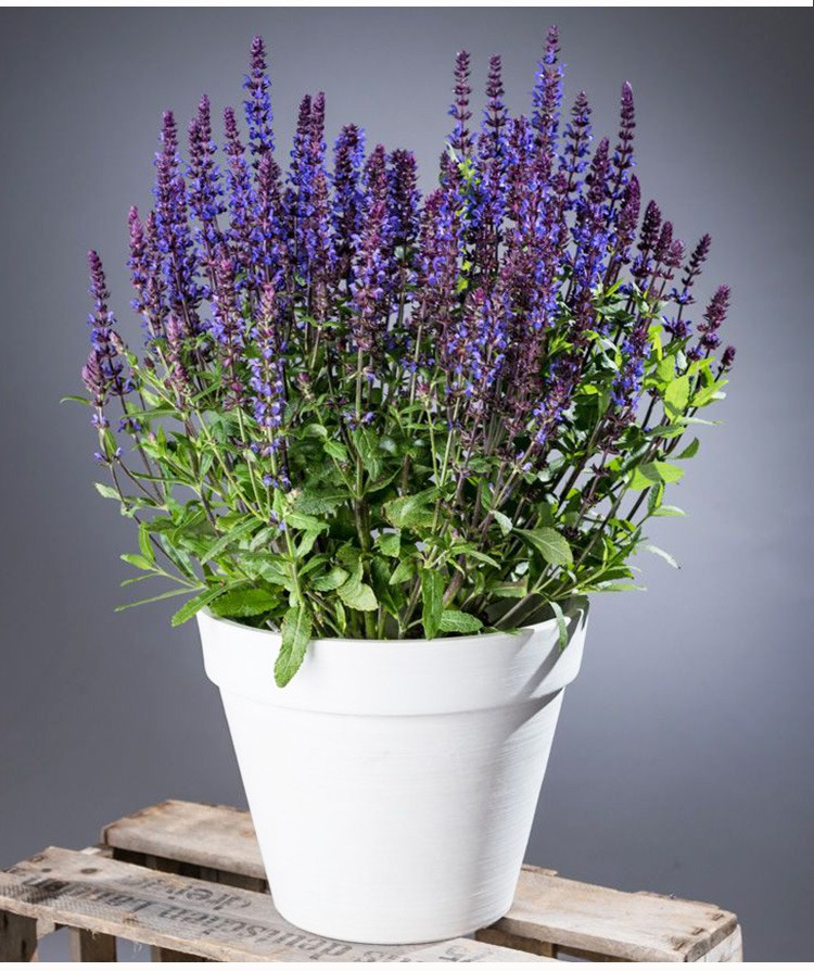 逸棵 鼠尾草花苗3株 多年生宿根植物 可阳台庭院盆栽四季种 易种 花量