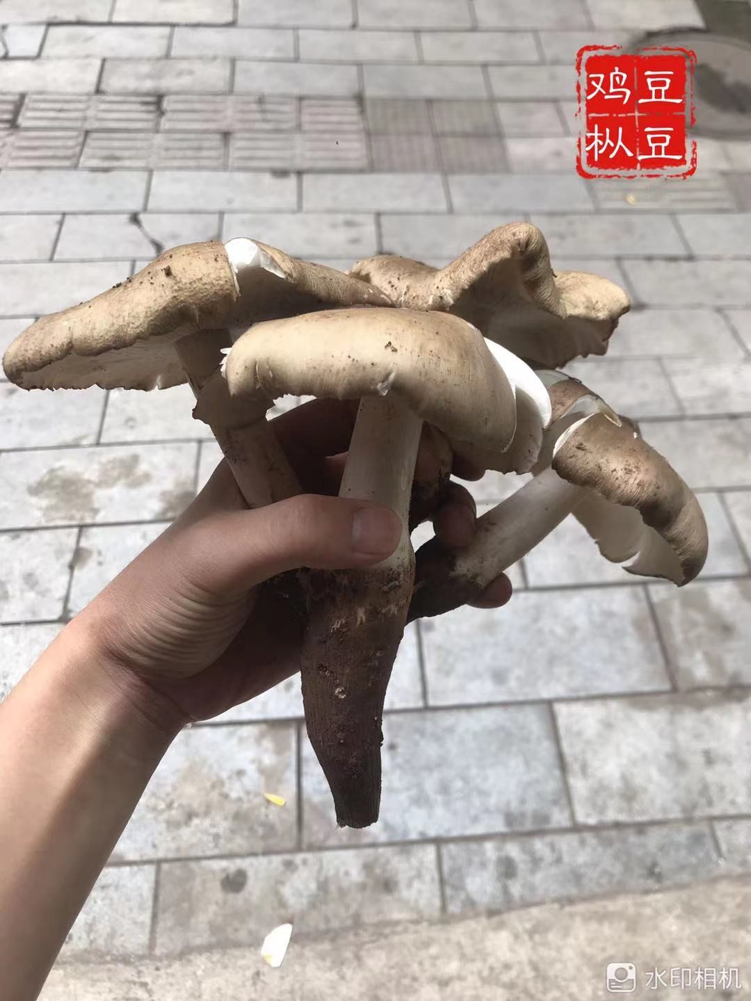 现货四川新鲜野生鸡枞菌鸡山菌斗鸡菇鸡肉菌500g顺丰500g500g