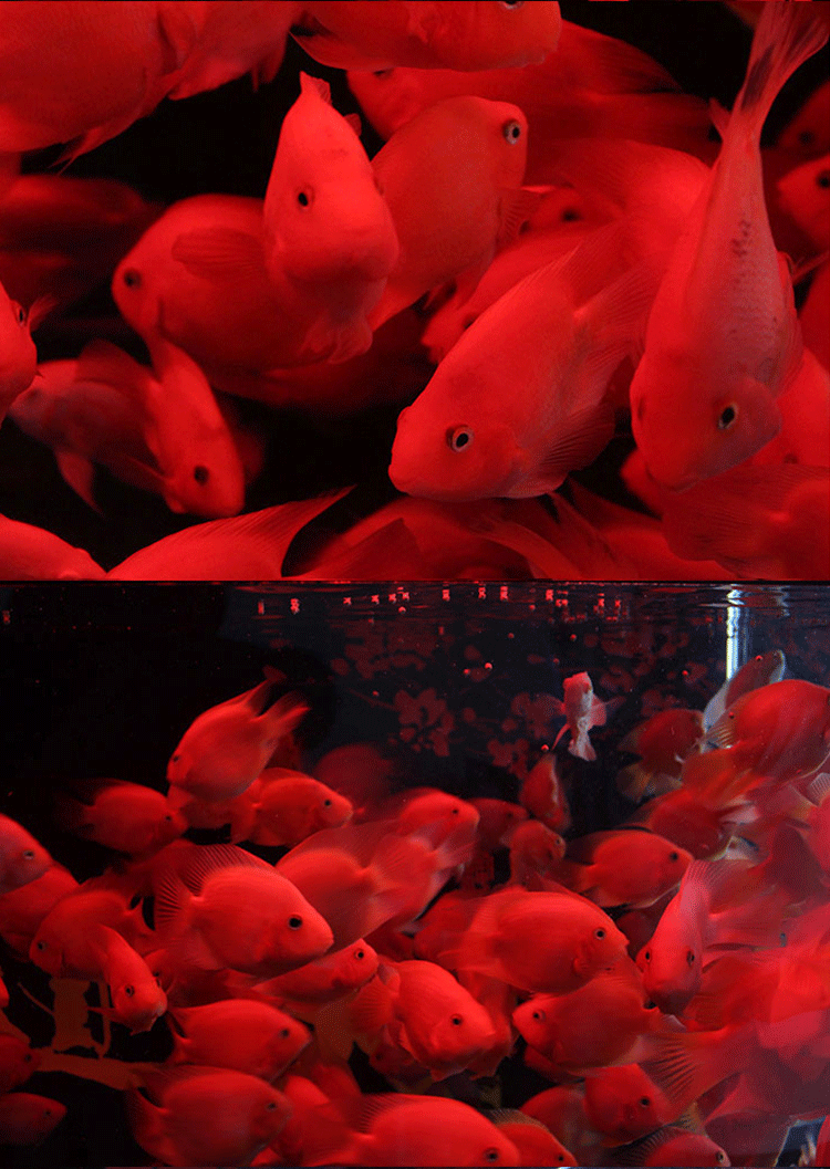 血鹦鹉鱼淡水中大型热带鱼元宝发财鱼金刚财神鱼元宝鹦鹉鱼招财鱼起头