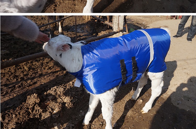 牛犊马甲小牛加厚防寒马甲牛犊子保暖防水棉衣养牛场犊牛保温衣服加厚