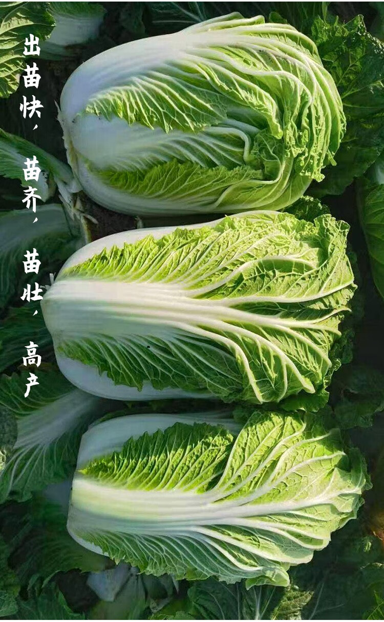 寿禾 北京新3三号大白菜种子奶白菜夏季四季小白菜黄心农科院山东胶州