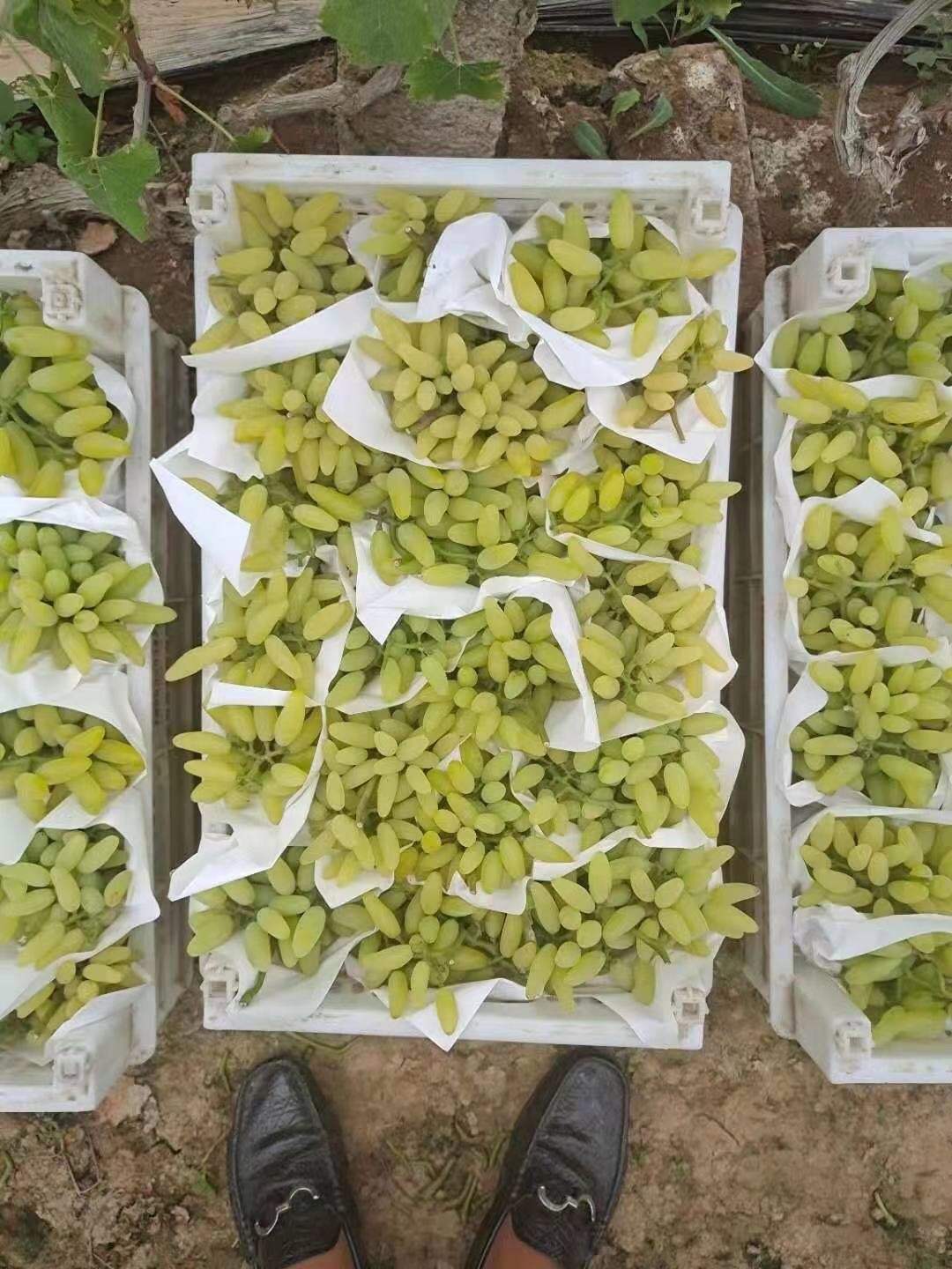 澳大利亚金手指青提新鲜当季金手指葡萄拇指青提 精选2斤装