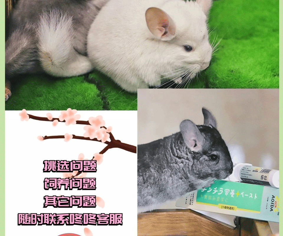 doubleyellow龙猫活体幼崽龙猫活物毛丝鼠可爱家养宠物鼠活宠米色弟弟