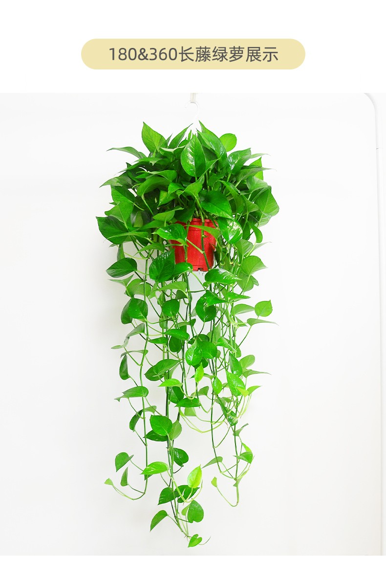 水培绿萝盆栽室内大藤大盆绿萝花卉绿植盆栽植物精品长藤绿萝吸水盆