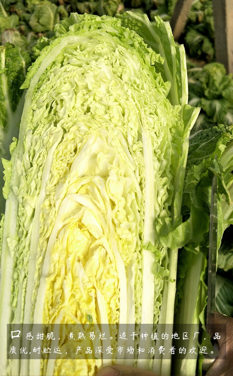 寿禾 北京新3三号大白菜种子奶白菜夏季四季小白菜黄心农科院山东胶州