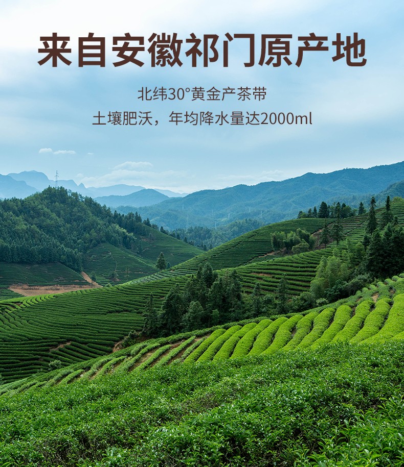 龙苔雀舌特级祁门红茶茶叶礼盒装正宗安徽原产祁红香螺工夫茶新茶罐装