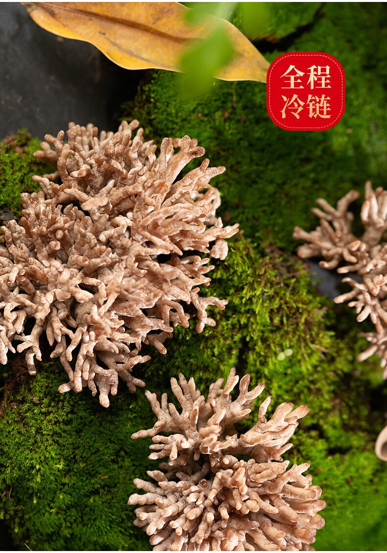 云南特产馆龙爪菇新鲜云南当季时令山珍菌类蔬菜蘑菇菌煲汤火锅食材觅