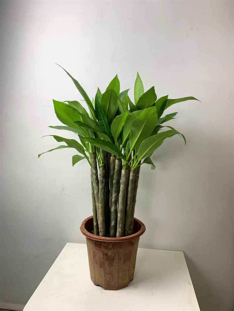 鸡蛋花树苗花卉盆栽缅栀子蛋黄花树鸡蛋花苗庭院植物t0紫色5065厘米