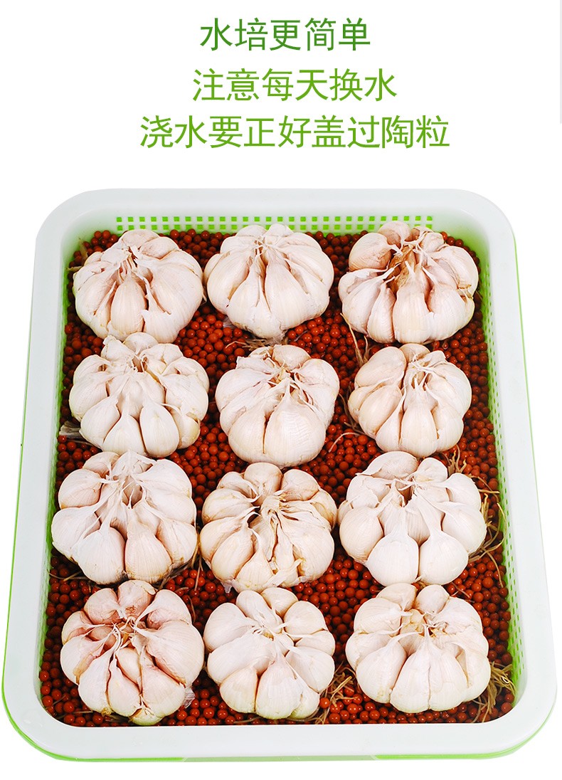种菜记蒜苗种子籽山东干蒜紫皮大蒜盆栽蒜苗阳台易种植菜种南方籽四季