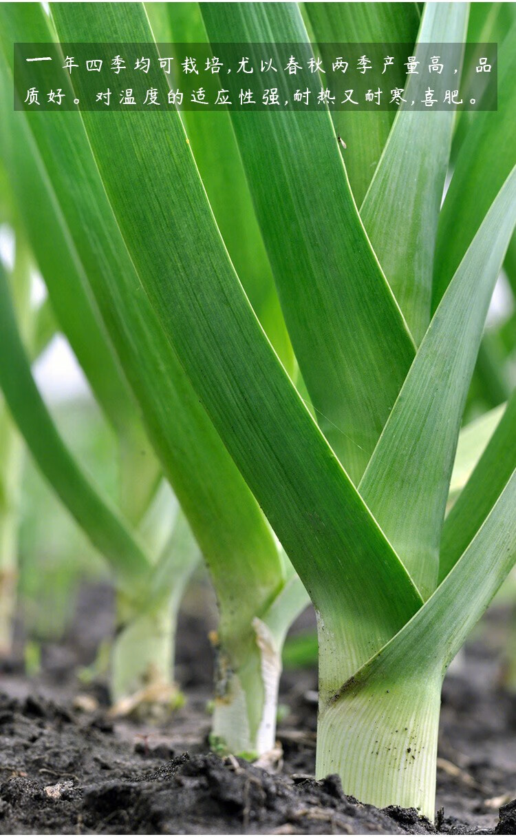 寿禾蒜苗种子盆栽种植洋蒜韭葱青红根蒜兴达蒜苗白皮种子6g2袋