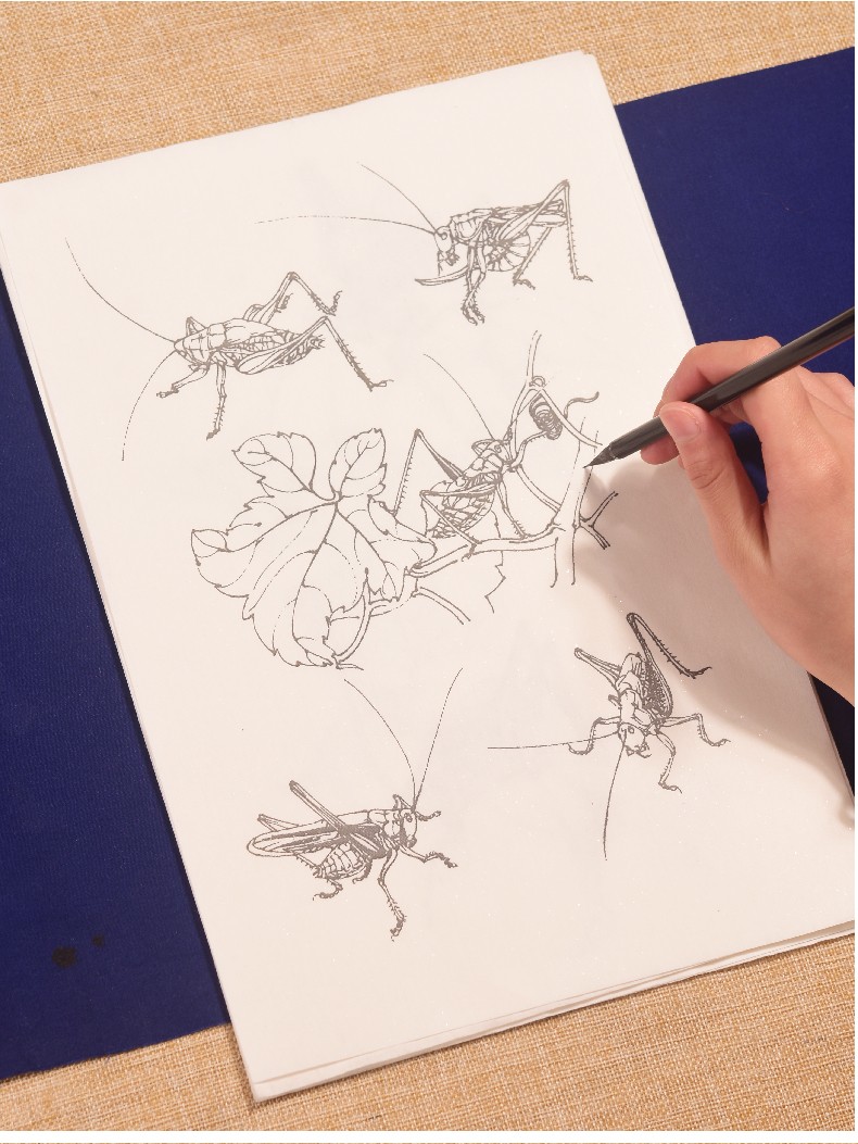 臻言工笔画白描底稿白描画稿草虫画册蝈蝈螳螂天牛蜻蜓临摹初学者入门