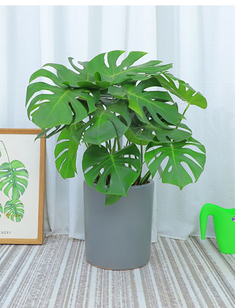 前台绿色植物落地大型植物简约北欧风盆栽5060cm高小型龟背竹藤编盆