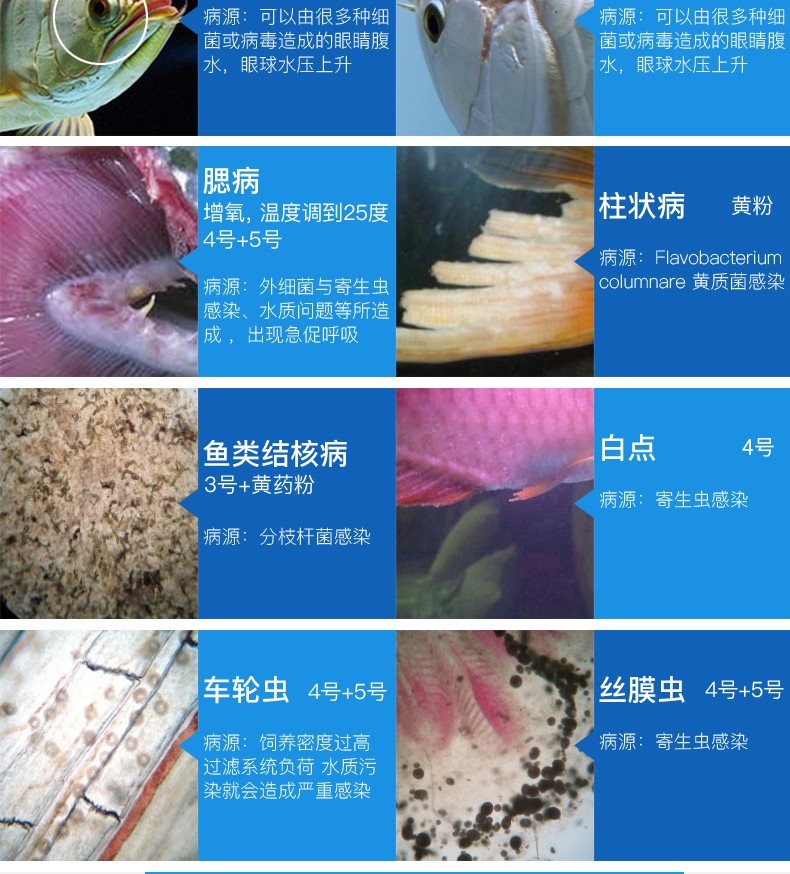 霉蒙眼立鳞蒙眼凸眼厌食趴缸水族箱鱼缸硝化细菌寄生虫蒙眼鱼病调理剂