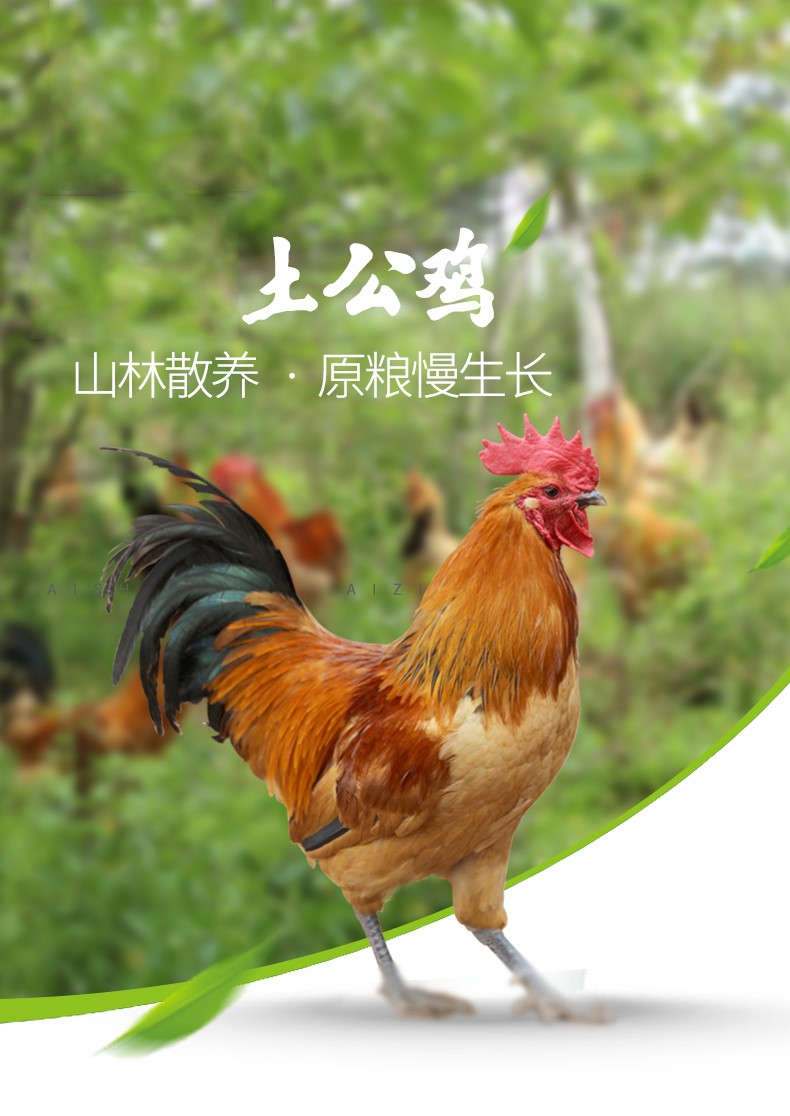 顺丰直送455斤大公鸡农家散养笨鸡新鲜月子鸡肉5斤黑脚大公鸡月子鸡