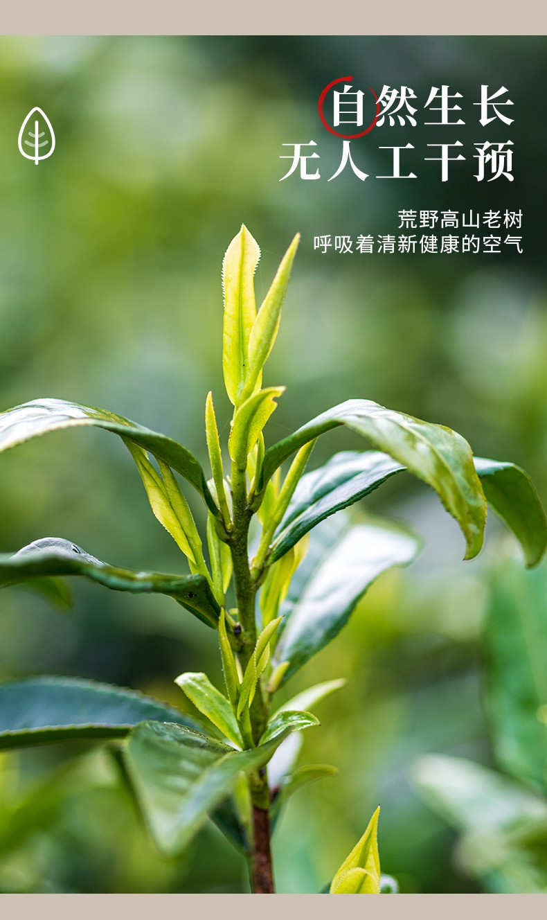 墨鑫兴朗白茶寿眉甄选高山茶礼盒装便携装下午茶礼盒