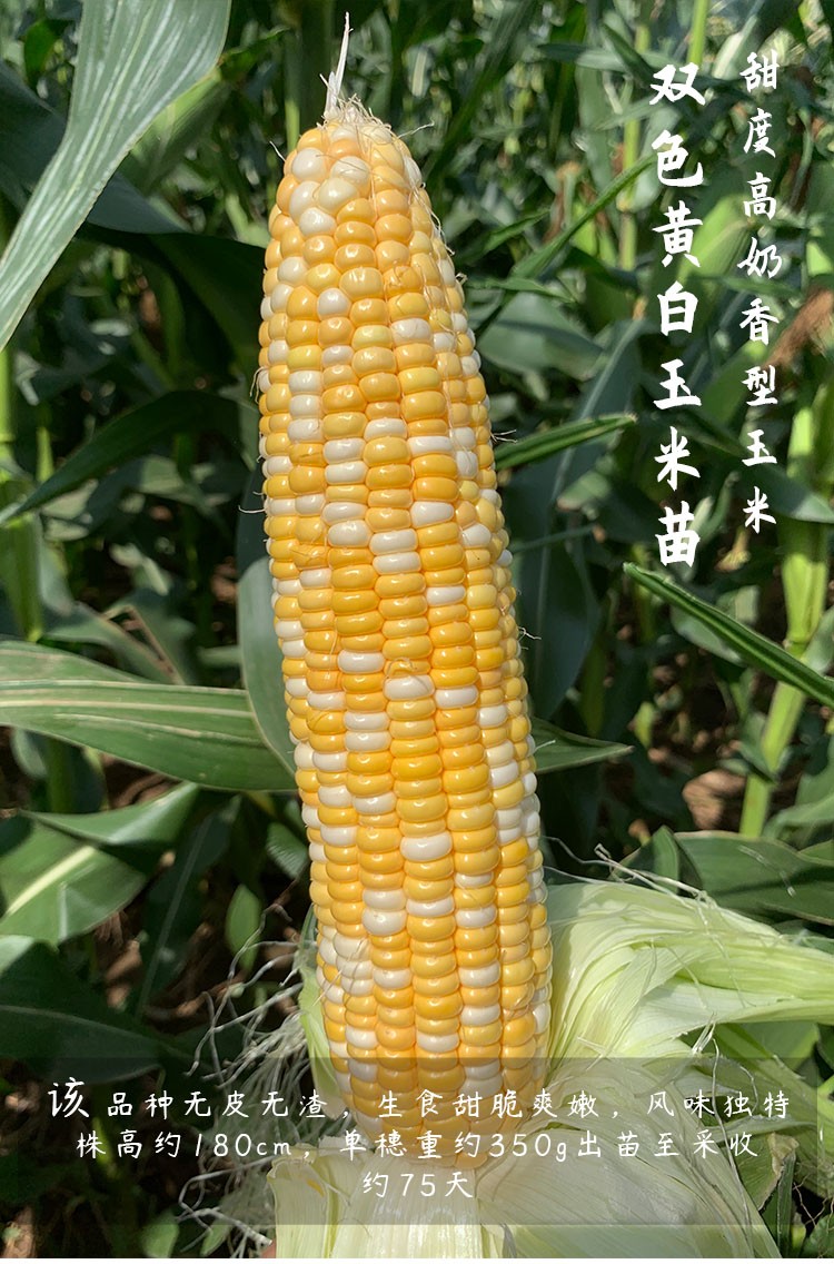 寿禾 郑单958玉米种子高产矮大棒批发包谷饲料杂交种家庭种植庭院大田