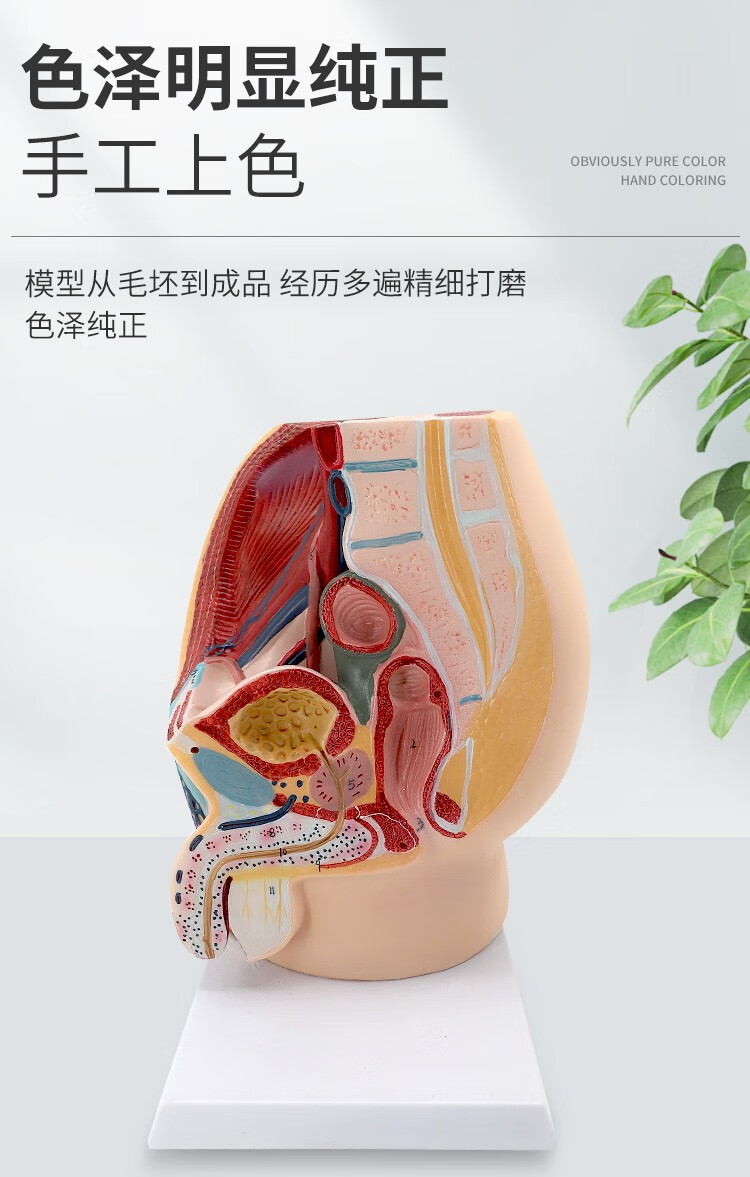 教学仿真女盆腔模型女性泌尿生殖系统标本正中矢状切计生模型盆腔矢状