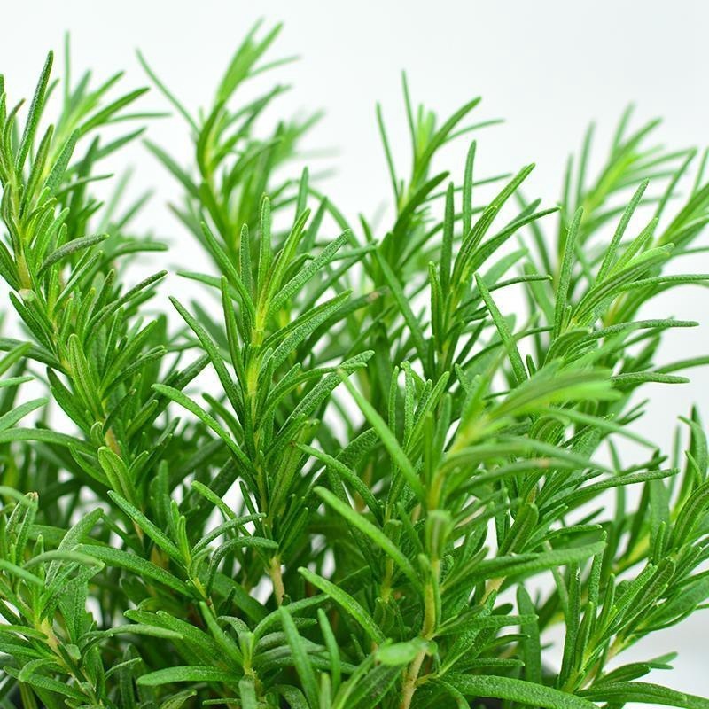 迷迭香盆栽 可食用西餐糕点香草植物清新空气绿植新鲜牛排用百里香