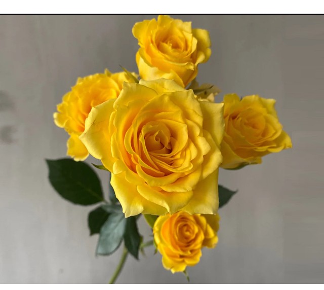 多头玫瑰 等级柠檬泡泡 黄色 10支/扎 b级【图片 价格 品牌 报价】